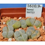 LITHOPS herrei SH723 