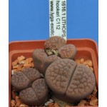 LITHOPS hookeri C112 