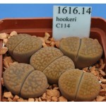 LITHOPS hookeri C114 