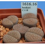 LITHOPS hookeri C118 