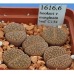 LITHOPS hookeri v marginata 'cerise' C88 