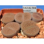 LITHOPS hookeri 'vermiculate' 