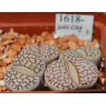 LITHOPS julii C64 