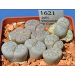 LITHOPS julii 'chrysocephala' C205 