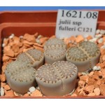 LITHOPS julii ssp fulleri C121 
