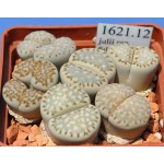 LITHOPS julii ssp fulleri C161