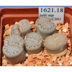 LITHOPS julii ssp fulleri C203 