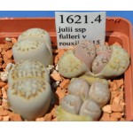 LITHOPS julii ssp fulleri v rouxii C215 