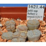 LITHOPS julii ssp fulleri v rouxii C217 
