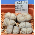 LITHOPS julii ssp fulleri v rouxii C324 