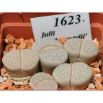 LITHOPS julii 'littlewoodii' C218 