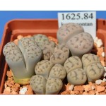 LITHOPS karasmontana ssp eberlanzii 'erniana' C147 