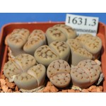 LITHOPS karasmontana 'mickbergensis' C327 