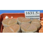 LITHOPS karasmontana 'mickbergensis' SB2155