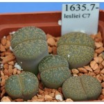 LITHOPS lesliei C7 