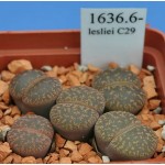 LITHOPS lesliei C29 