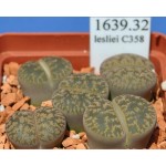 LITHOPS lesliei C358 