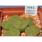 LITHOPS lesliei cv Albinica C36A 