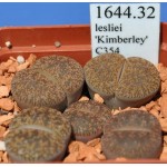 LITHOPS lesliei 'Kimberley' C354 
