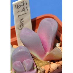 LITHOPS meyeri cv Hammeruby SB1125A 