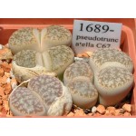 LITHOPS pseudotruncatella C67 