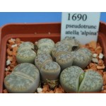 LITHOPS pseudotruncatella 'alpina' C68 