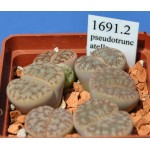 LITHOPS pseudotruncatella `alpina' C381 