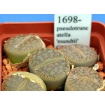 LITHOPS pseudotruncatella 'mundtii' C100 