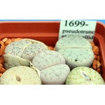 LITHOPS pseudotruncatella 'pallid' C264 
