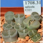 LITHOPS salicola C321 