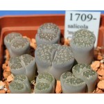 LITHOPS salicola 'maculate' C86 