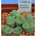 LITHOPS salicola cv Malachite 