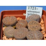 LITHOPS schwantesii 'gulielmi' C184 