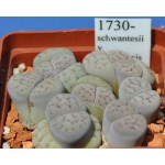 LITHOPS schwantesii v urikosensis C83 