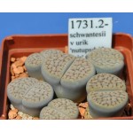 LITHOPS schwantesii v urik 'nutupsdriftensis' C75 