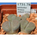 LITHOPS terricolor 'Prince Albert' C134 