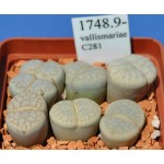 LITHOPS vallismariae C281 