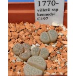 LITHOPS villetii ssp kennedyi C197 