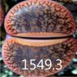 LITHOPS aucampiae v koelemanii C16