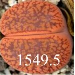 LITHOPS aucampiae v koelemanii C256