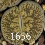 LITHOPS bromfieldii C41 LITHOPS bromfieldii C41