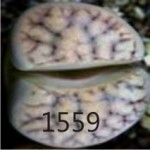 LITHOPS bromfieldii v glaudinae C382 LITHOPS bromfieldii v glaudinae C382