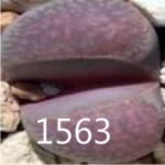LITHOPS comptonii C125 LITHOPS comptonii C125