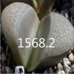 LITHOPS divergens C269 LITHOPS divergens C269