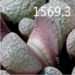 LITHOPS divergens v amethystina LITHOPS divergens v amethystina