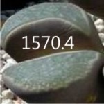 LITHOPS divergens v amethystina C356 LITHOPS divergens v amethystina C356