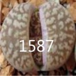 LITHOPS fulviceps C170 LITHOPS fulviceps C170