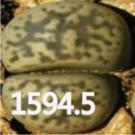 LITHOPS hermetica SH2003 