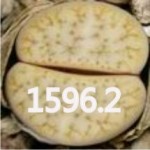 LITHOPS gracilidelineata C309 