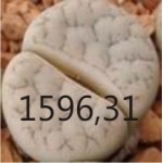 LITHOPS gracilidelineata C374 